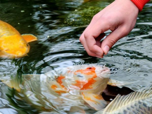 مشخصات غذای ماهی آب شور