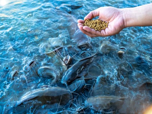 مشخصات غذای ماهی گلدفیش اوراندا