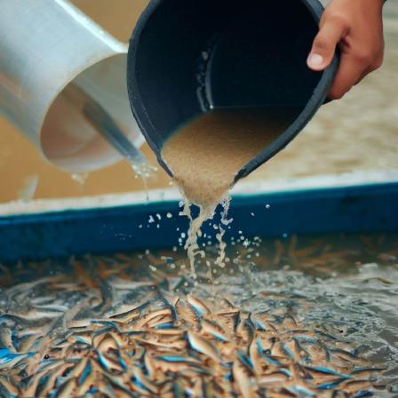 مشخصات غذای ماهی های رودخانه ای