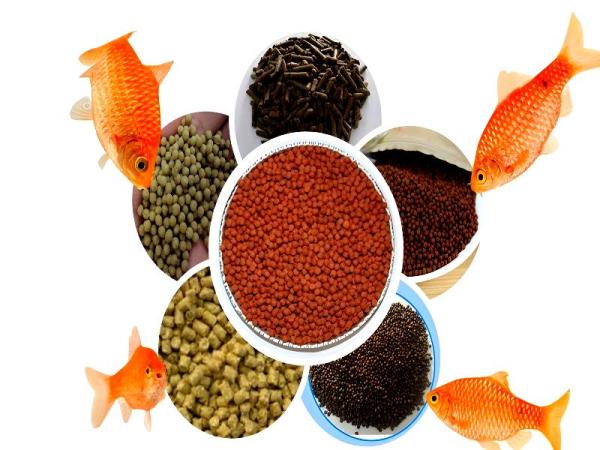 قیمت خوراک ماهی در اصفهان + خرید و فروش