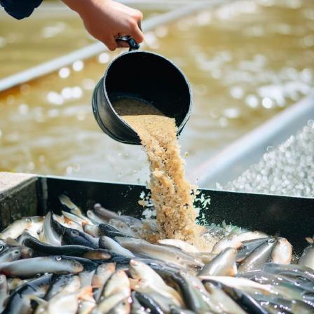 مشخصات غذای ماهی خاویار پرورشی