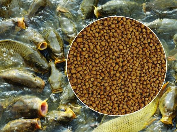 مشخصات غذای بچه ماهی آمور