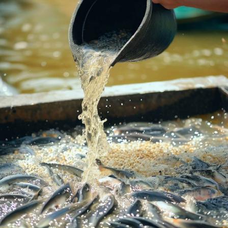 مشخصات غذای ماهی جنگی
