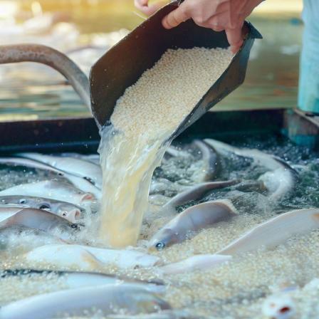 مشخصات غذای ماهی خورک