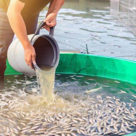 مشخصات غذای ماهی کپور در استخر