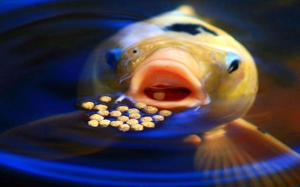مشخصات غذای ماهی گوپی بچه